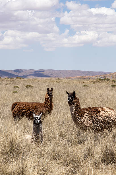 istock Three brown and white llamas on golden grass field 636719662