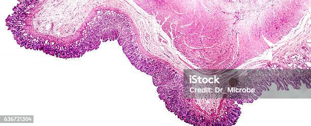 Sección Transversal Del Estómago Foto de stock y más banco de imágenes de Anatomía - Anatomía, Asistencia sanitaria y medicina, Biología