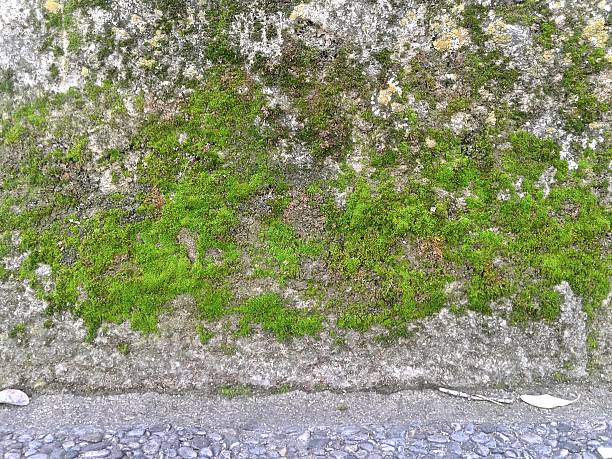 muro de piedra con musgo - musgo apretado fotografías e imágenes de stock