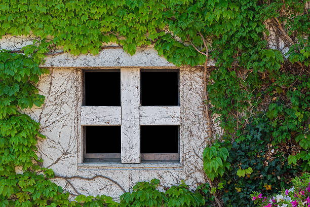 istock Old white window of abandoned house with creeping plant. 636725764