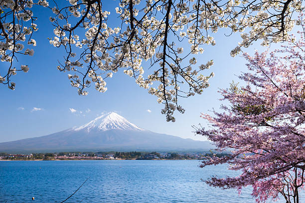 istock Mount Fuji with Cherry Blossom in Japan 636726116