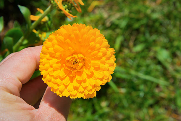 istock Beautiful flowers calendula, marigold. 636726850