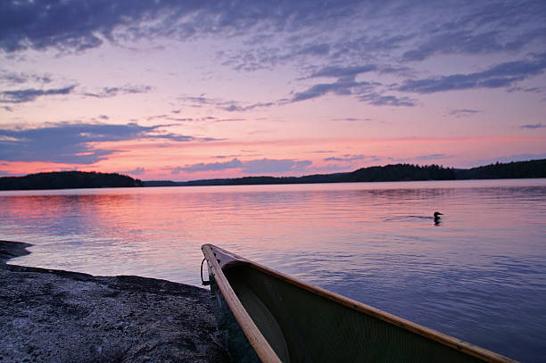 loon en el lago loon - canoeing canoe minnesota lake fotografías e imágenes de stock