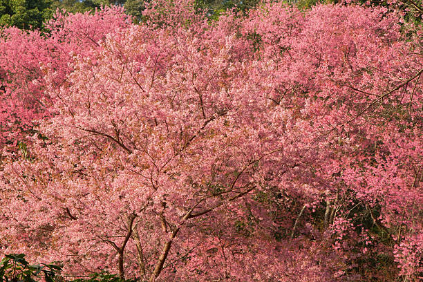 istock Close up flower bush of sakura 636727740
