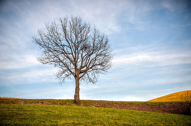 sommet d’une colline nue - bare tree tree single object loneliness photos et images de collection