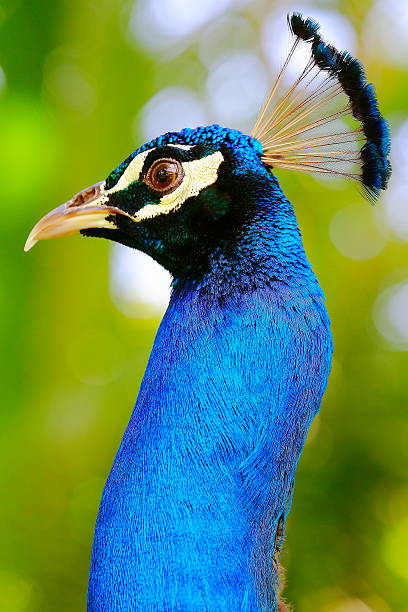 istock Wild beautiful asian indian Peacock head, iridescent blue neck 636730744