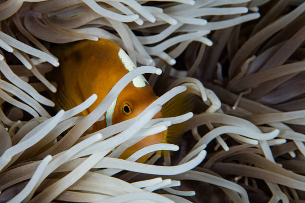 istock White Bonnet Anemonefish Among Anemone Tentacles 636731080