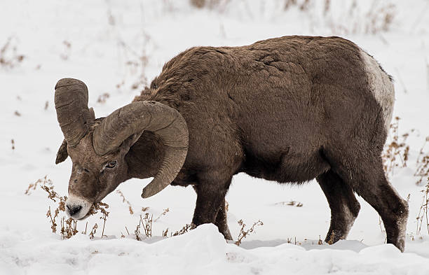 冬のビッグホーン羊ラム給餌 - bighorn sheep ram sheep winter ストックフォトと画像