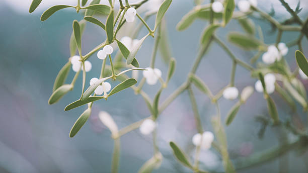 muérdago (viscum álbum) con bayas blanco - muérdago fotografías e imágenes de stock