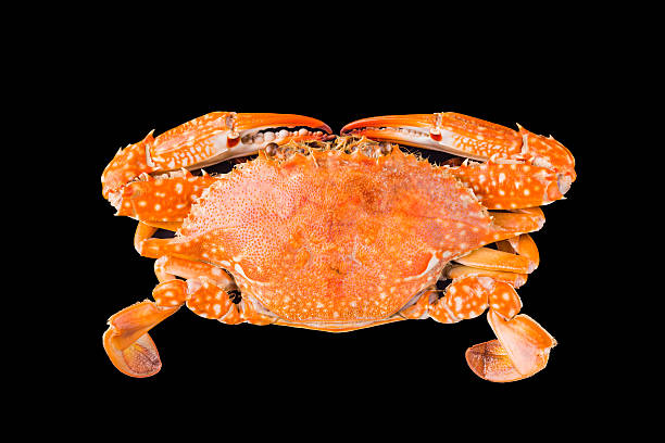 istock Fresh steamed blue swimmer crab 636734460