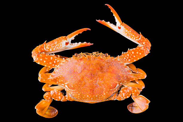 istock Fresh steamed blue swimmer crab 636734500