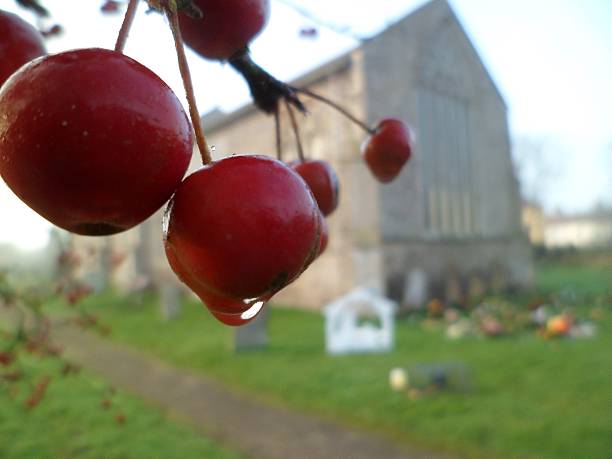 istock Cherries in the churchyard (Prunus) 636735336