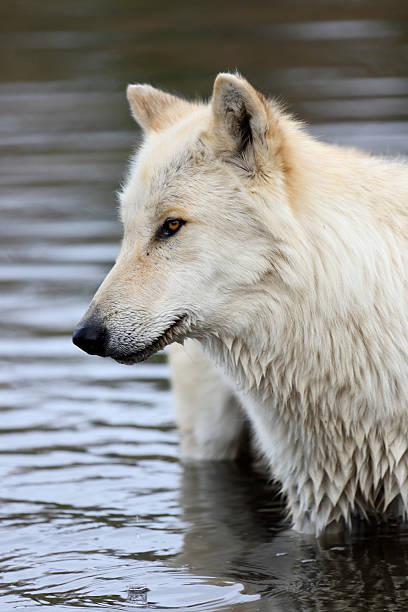 istock Closeup of blond wolf standing in water 636737128
