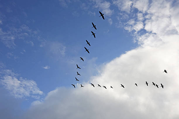 istock Blue Sky with Flying Flock of Canada Geese 636737426