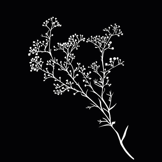 Branch of beautiful hand-drawn silhouette gypsophila Branch of beautiful hand-drawn silhouette gypsophila in black and white colors. Vector illustration gypsophila stock illustrations