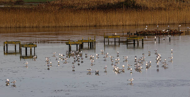 istock Titchfield Haven Icy Water 636739796