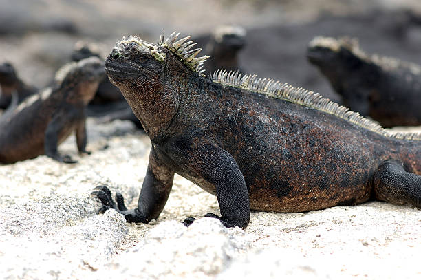 iguanas marinhas aquecendo ao sol, galápagos - fernandina beach - fotografias e filmes do acervo