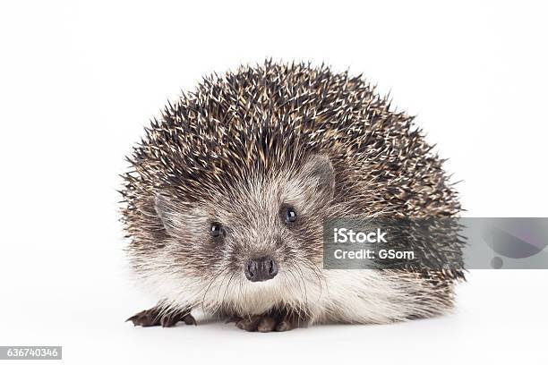 Young Hedgehog Isolated Background Stock Photo - Download Image Now - Hedgehog, Porcupine, Alertness