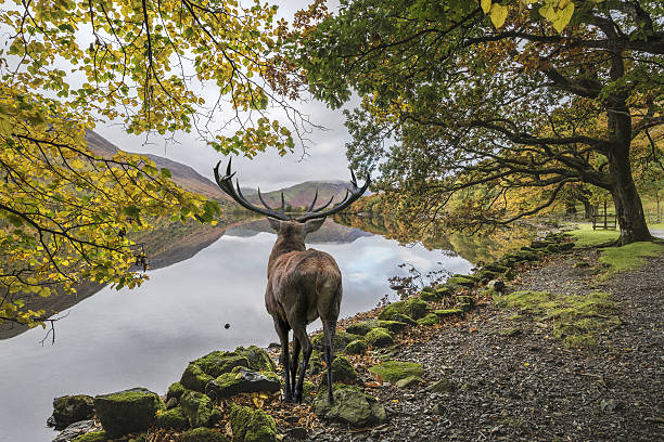 istock Stunning powerful red deer stag looks out across lake 636742780