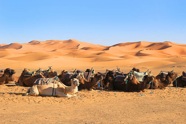istock Camels in the Sahara desert 636742830