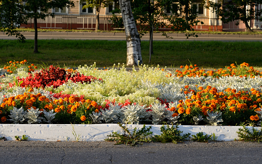 Flowerbed on street in Vologda at evening, Russia.