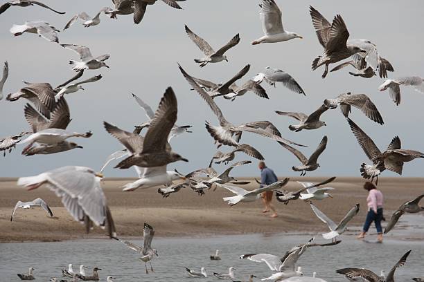 istock Lots of seagull birds flying off a beach 636743550