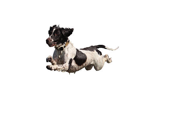 istock liver and white working type english springer spaniel pet gundog 636743816