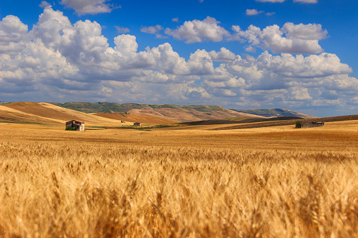 Between Apulia and Basilicata: hilly landscape with cornfield dominated by a clouds.ITALY. Farmhouse on a hill between fields of grain. Hilly countryside: in the background abandoned farmhouses and bales of hay.