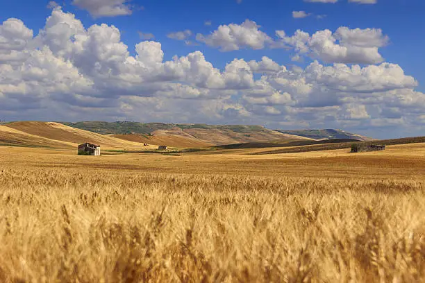 Between Apulia and Basilicata: hilly landscape with cornfield dominated by a clouds.ITALY. Farmhouse on a hill between fields of grain. Hilly countryside: in the background abandoned farmhouses and bales of hay.