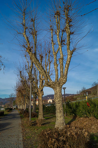 istock Trees on blue sky in winter season 636749306