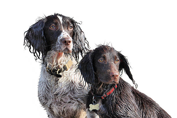 istock wet working type english springer and cocker spaniels sat together 636749618
