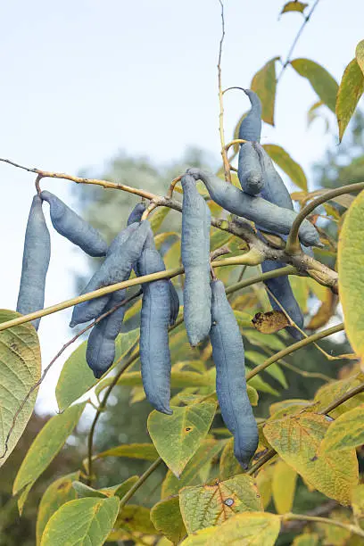 Group of Decaisnea fargesii bean-like follicles. This plant is It is native to eastern Asia, from China west to Nepal and south to Myanmar.