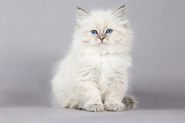 istock Portrait of Siberian kitten 636750030