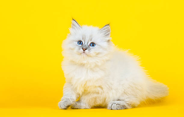 istock Portrait of Siberian kitten 636750048