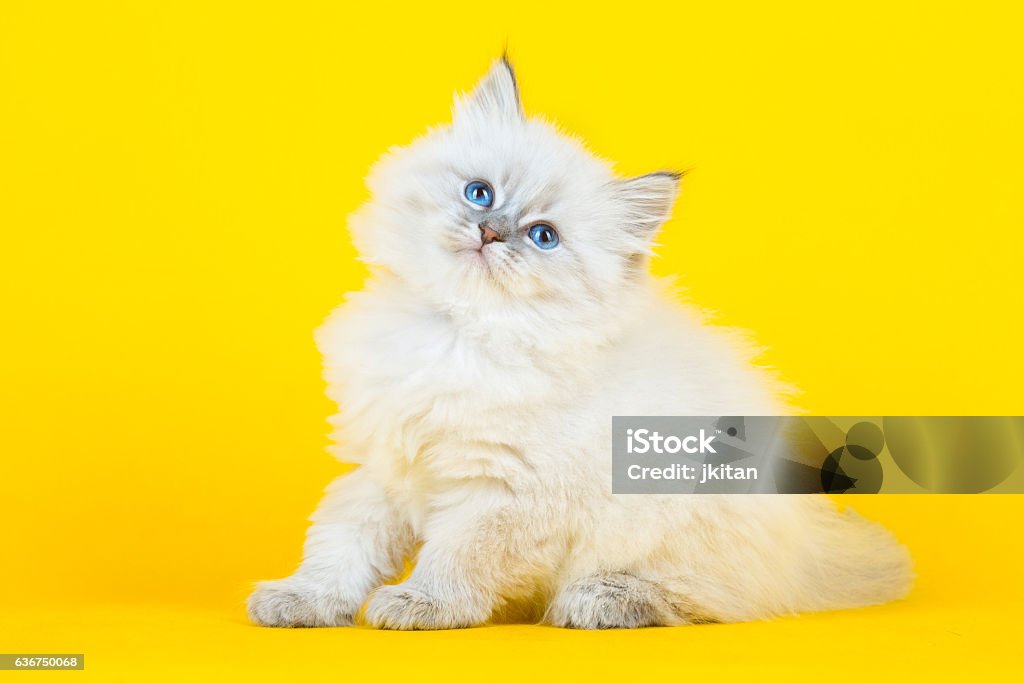 Portrait de Sibérie bobine - Photo de Chat domestique libre de droits