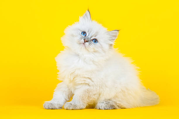 Portrait of Siberian kitten