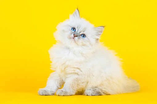 Portrait of Siberian kitten on yellow background, studio shoot