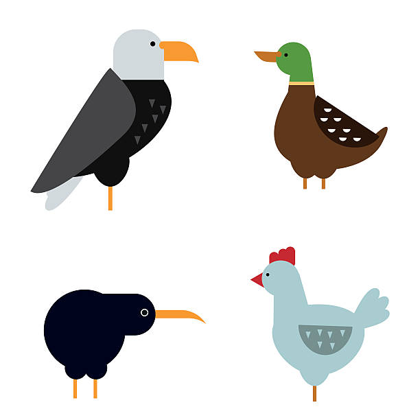 Birds vector set illustration isolated Birds vector set. Colorful wildlife nature collection. Cartoon wing flying animal cute drawing silhouette. Wild fly color bird character illustration. cute kiwi bird silhouette stock illustrations