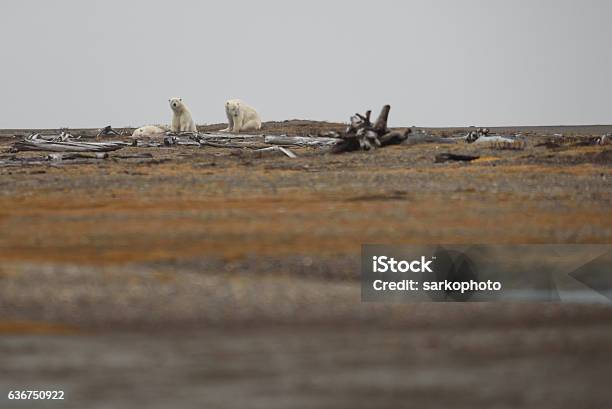 Polar Bear Sow And Two Cubs On Land In Fall Stock Photo - Download Image Now - Accidents and Disasters, Adventure, Alaska - US State