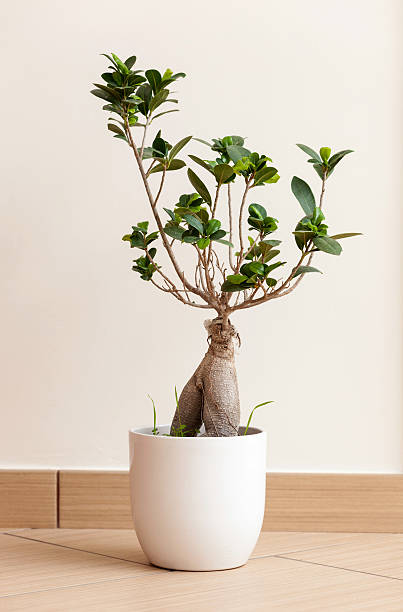 bonsai ginseng o ficus retusa - ginseng bonsai tree fig tree banyan tree foto e immagini stock