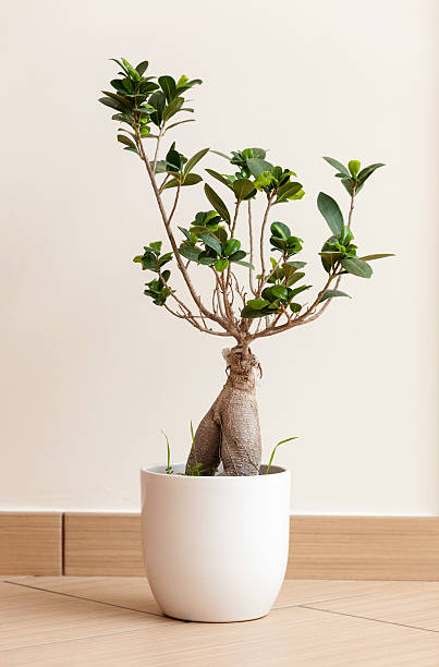 Bonsai ginseng or ficus retusa Bonsai ginseng or ficus retusa also known as banyan or chinese fig tree ficus microcarpa bonsai stock pictures, royalty-free photos & images