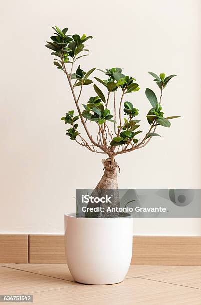 Bonsai Ginseng Or Ficus Retusa Stock Photo - Download Image Now - Architecture, Banyan Tree, Bonsai Tree