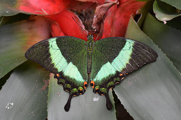 Emerald swallowtail butterfly A bromeliad flower attracts a swallowtail butterfly to its nectar. papilio palinurus stock pictures, royalty-free photos & images