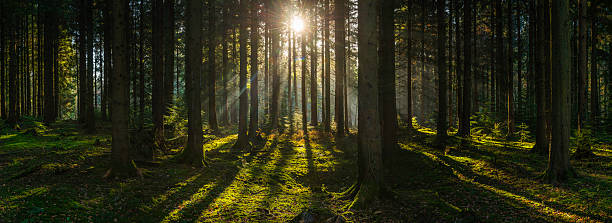 Golden sun beams streaming through idyllic wilderness pine forest panorama