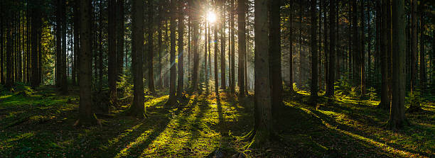 Golden sun beams streaming through idyllic wilderness pine forest panorama Early morning sunlight filtering through the pine needles of a green forest to illuminate the soft mossy undergrowth in this idyllic woodland glade. bluebell photos stock pictures, royalty-free photos & images