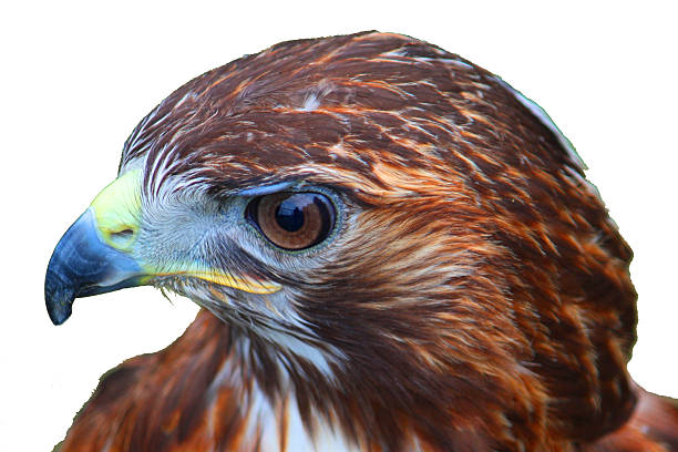 istock close up portrait of a harris hawk 636754612