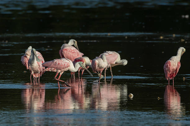 istock Roseate Spoonbills, J.N. ''Ding'' Darling National Wildlife Refu 636754950