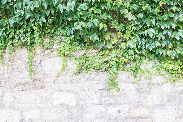 istock Old Brick Wall Covered by Green Plant 636754962