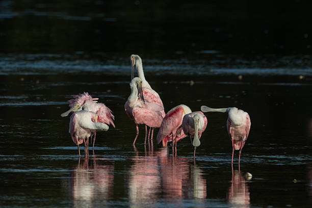 istock Roseate Spoonbills, J.N. ''Ding'' Darling National Wildlife Refu 636755072
