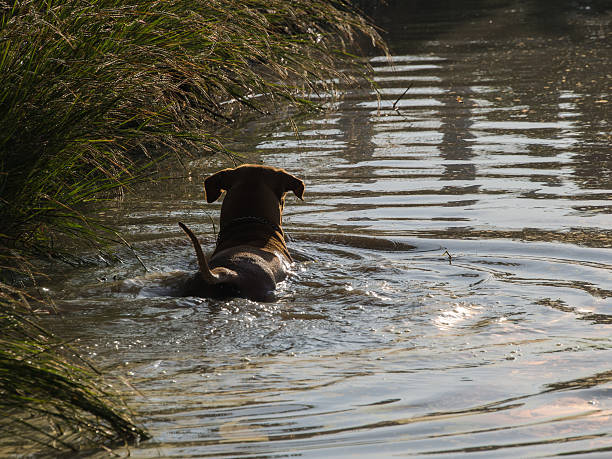 istock Brown Dog Swimming 636755776